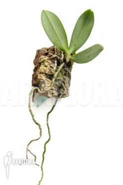 Orchid 'Aerangis Articulata'