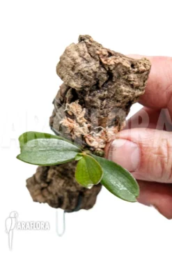 Orchid 'Aerangis Biloba' -Green Haven Sales Store Aerangis biloba 2