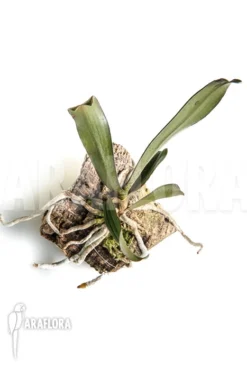 Orchid 'Aerangis Biloba' -Green Haven Sales Store Aerangis biloba 3