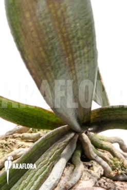 Orchid 'Aerangis Biloba' -Green Haven Sales Store Aerangis biloba 4