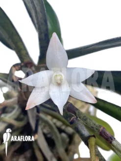 Orchid 'Aerangis Biloba' -Green Haven Sales Store Aerangis biloba 6