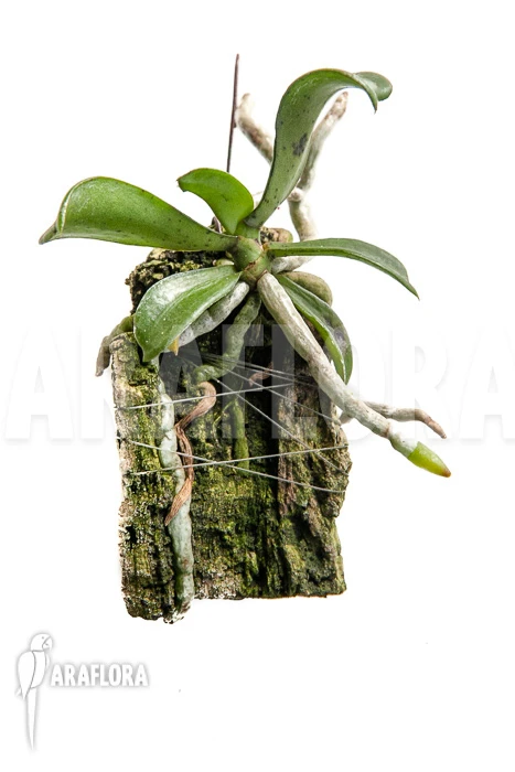 Orchid 'Aerangis Brachycarpa' 1 Orchid 'Aerangis Brachycarpa'