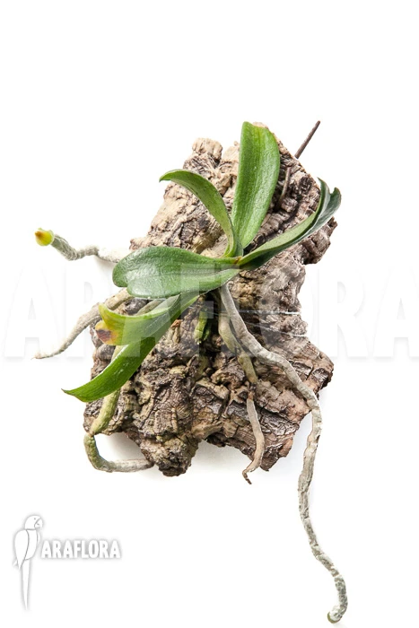 Orchid 'Aerangis Brachycarpa' 2 Orchid 'Aerangis Brachycarpa' - Image 2