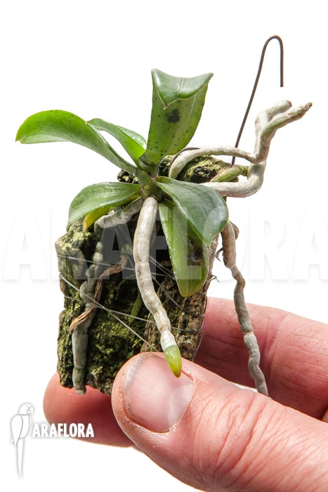 Orchid 'Aerangis Brachycarpa' 3 Orchid 'Aerangis Brachycarpa' - Image 3