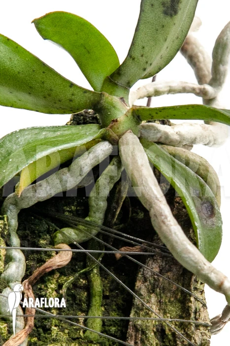 Orchid 'Aerangis Brachycarpa' 4 Orchid 'Aerangis Brachycarpa' - Image 4