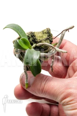 Orchid 'Aerangis Brachycarpa' 9 Orchid 'Aerangis Brachycarpa' -Green Haven Sales Store Aerangis brachycarpa 5