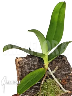 Orchid 'Aerangis Ellisii'