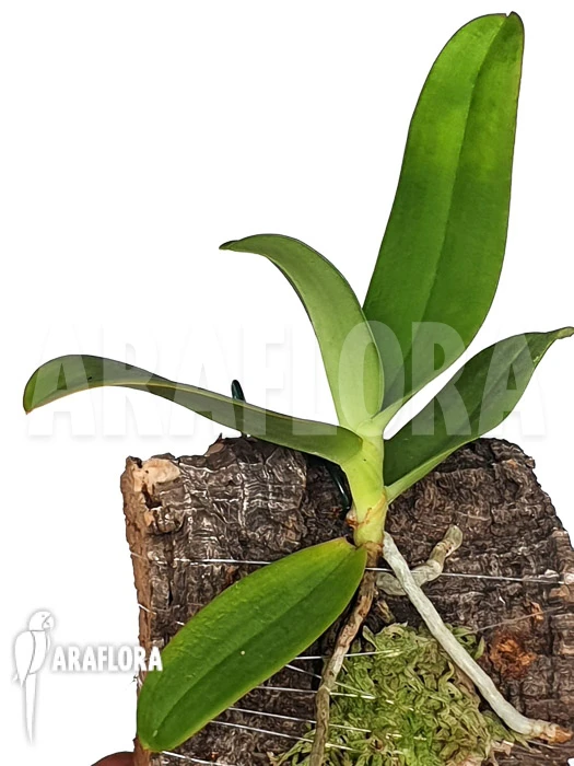 Orchid 'Aerangis Ellisii' 1 Orchid 'Aerangis Ellisii'