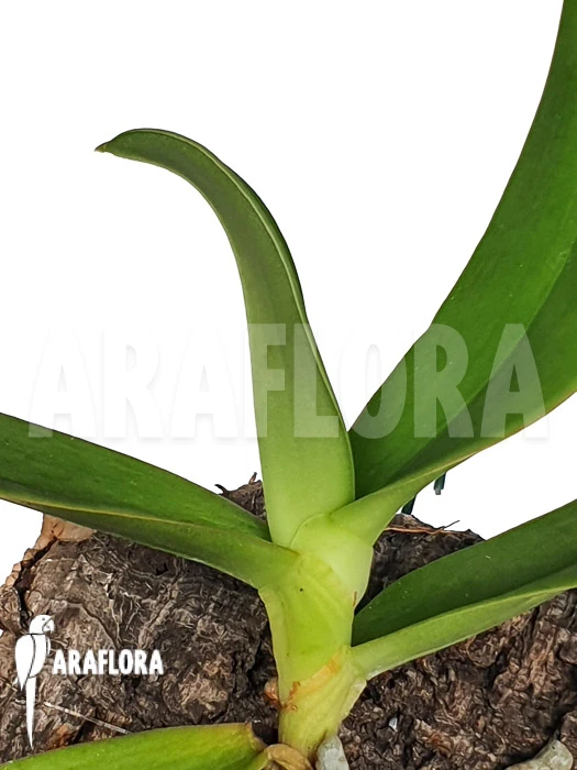 Orchid 'Aerangis Ellisii' 2 Orchid 'Aerangis Ellisii' - Image 2