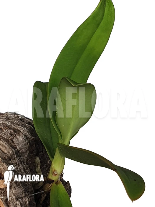 Orchid 'Aerangis Ellisii' 3 Orchid 'Aerangis Ellisii' - Image 3