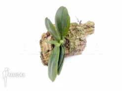 Orchid 'Aerangis Fastuosa'