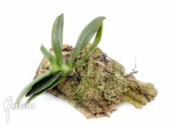 Orchid 'Aerangis Fastuosa' -Green Haven Sales Store Aerangis fastuosa 2