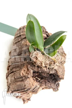 Orchid 'Aerangis Fastuosa' -Green Haven Sales Store Aerangis fastuosa 3