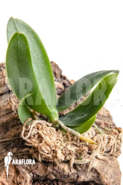 Orchid 'Aerangis Fastuosa' -Green Haven Sales Store Aerangis fastuosa 4