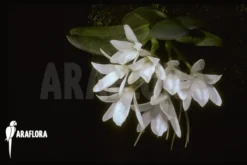 Orchid 'Aerangis Fastuosa' -Green Haven Sales Store Aerangis fastuosa 6