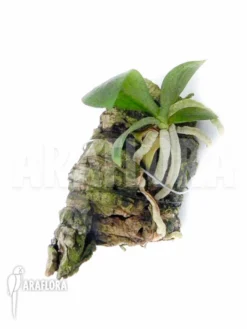 Orchid 'Aerangis Kotschyana'