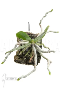 Orchid 'Aerangis Kotschyana' -Green Haven Sales Store Aerangis kotschyana 3