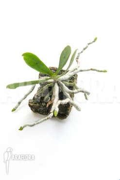 Orchid 'Aerangis Kotschyana' -Green Haven Sales Store Aerangis kotschyana 4