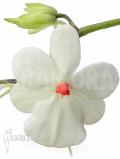 Orchid 'Aerangis Luteoalba Var. Rhodosticta' -Green Haven Sales Store Aerangis luteoalba var. rhodosticta 2