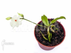 Orchid 'Aerangis Luteoalba Var. Rhodosticta' -Green Haven Sales Store Aerangis luteoalba var. rhodosticta 3