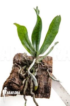 Orchid 'Aerangis Mystacidii'