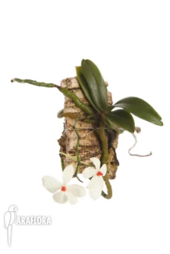 Orchid 'Aerangis Rhodosticta'