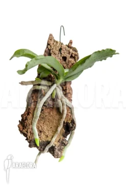 Orchid 'Aerangis Somalensis'