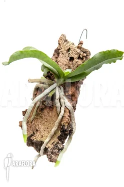 Orchid 'Aerangis Somalensis' 5 Orchid 'Aerangis Somalensis' -Green Haven Sales Store Aerangis somalensis 2