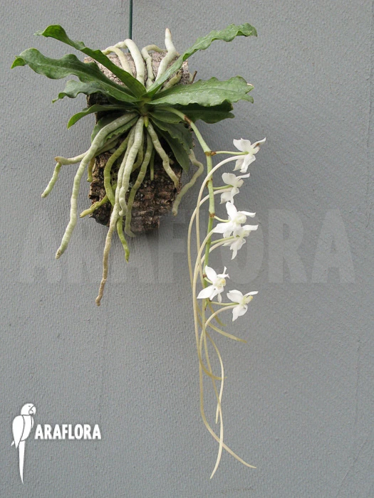 Orchid 'Aerangis Somalensis' 2 Orchid 'Aerangis Somalensis' - Image 2