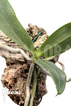 Orchid 'Aerangis Spiculata' -Green Haven Sales Store Aerangis spiculata 2