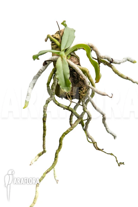 Orchid 'Aerangis Verdickii' 1 Orchid 'Aerangis Verdickii'