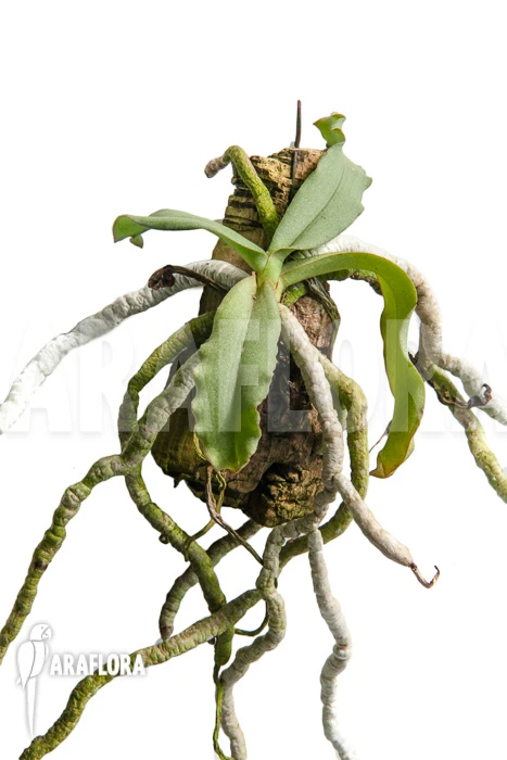 Orchid 'Aerangis Verdickii' 2 Orchid 'Aerangis Verdickii' - Image 2