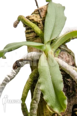 Orchid 'Aerangis Verdickii' 6 Orchid 'Aerangis Verdickii' -Green Haven Sales Store Aerangis verdickii 3