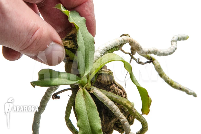 Orchid 'Aerangis Verdickii' 4 Orchid 'Aerangis Verdickii' - Image 4