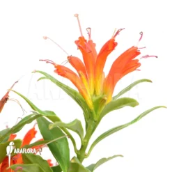 Aeschynanthus Humilis