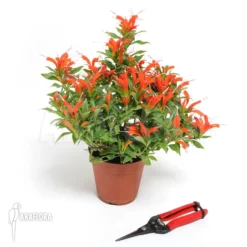 Aeschynanthus Humilis -Green Haven Sales Store Aeschynanthus humilis 3