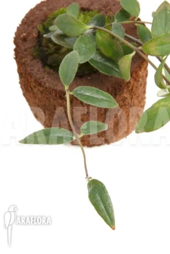 Aeschynanthus Sp Vietnam