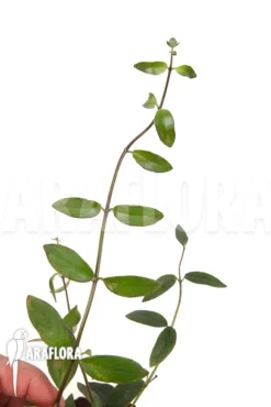 Aeschynanthus Sp Vietnam -Green Haven Sales Store Aeschynanthus sp Vietnam 3