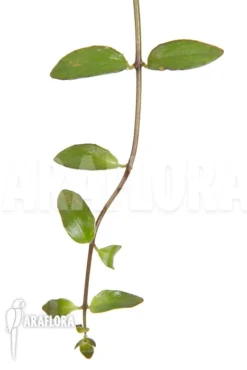 Aeschynanthus Sp Vietnam -Green Haven Sales Store Aeschynanthus sp Vietnam 4