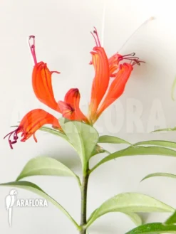Aeschynanthus Speciosus -Green Haven Sales Store Aeschynanthus speciosus 2