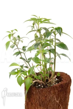 Aeschynanthus Speciosus -Green Haven Sales Store Aeschynanthus speciosus 4