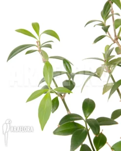 Aeschynanthus Speciosus -Green Haven Sales Store Aeschynanthus speciosus 5