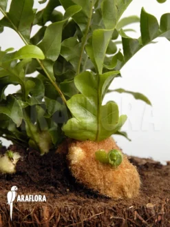 Santa Rosa Fern 'Aglaomorpha Brooksii'