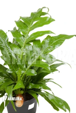 Santa Rosa Fern 'Aglaomorpha Coronans' 'L'