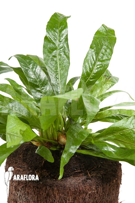 Santa Rosa Fern 'Aglaomorpha Coronans' 'M' 1 Santa Rosa Fern 'Aglaomorpha Coronans' 'M'