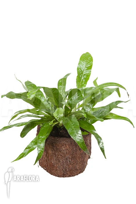 Santa Rosa Fern 'Aglaomorpha Coronans' 'M' 2 Santa Rosa Fern 'Aglaomorpha Coronans' 'M' - Image 2