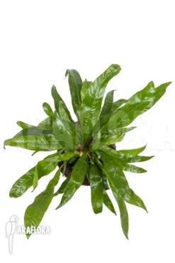 Santa Rosa Fern 'Aglaomorpha Coronans' 'M' 9 Santa Rosa Fern 'Aglaomorpha Coronans' 'M' -Green Haven Sales Store Aglaomorpha coronans M 3