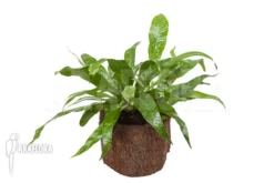 Santa Rosa Fern 'Aglaomorpha Coronans' 'M' 7 Santa Rosa Fern 'Aglaomorpha Coronans' 'M' -Green Haven Sales Store Aglaomorpha coronans M 5