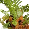 Santa Rosa Fern 'Aglaomorpha Coronans'