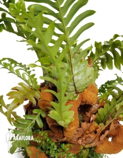 Santa Rosa Fern 'Aglaomorpha Coronans'